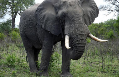 Up close and personal game viewing